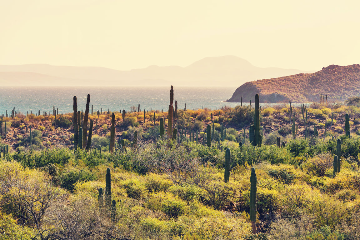 Mexican Coast